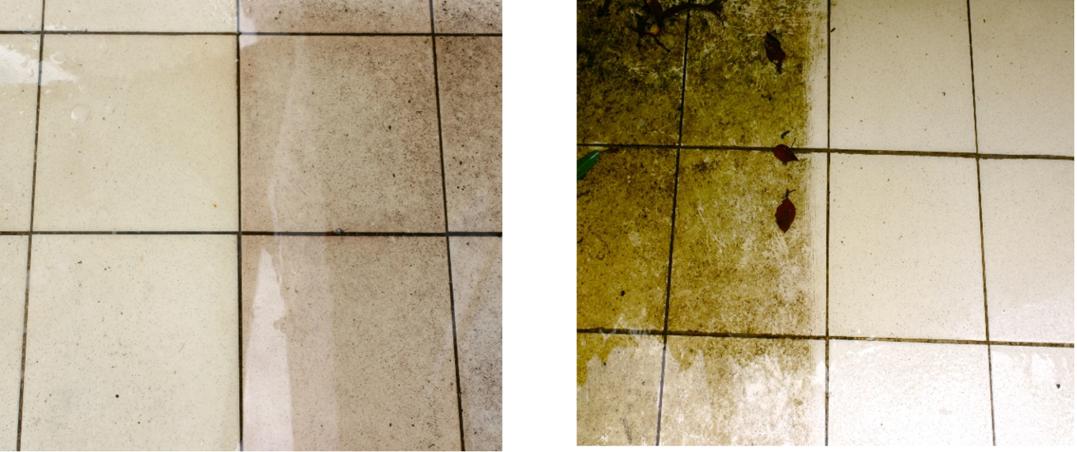 How to Remove Algae Effective Methods for Concrete and Tiles